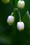白色铃兰花