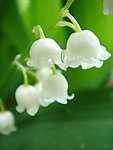 白色铃兰花