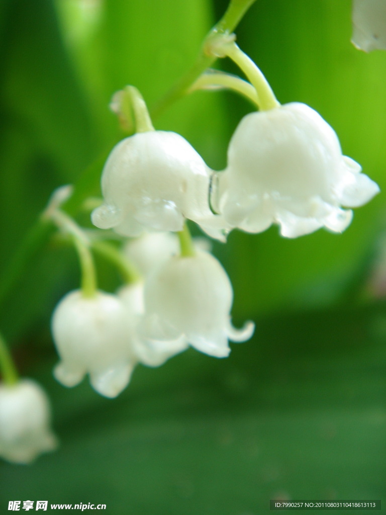 白色铃兰花