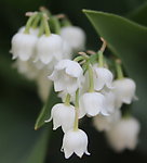白色铃兰花特写