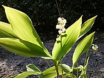 白色铃兰花