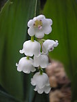 白色铃兰花