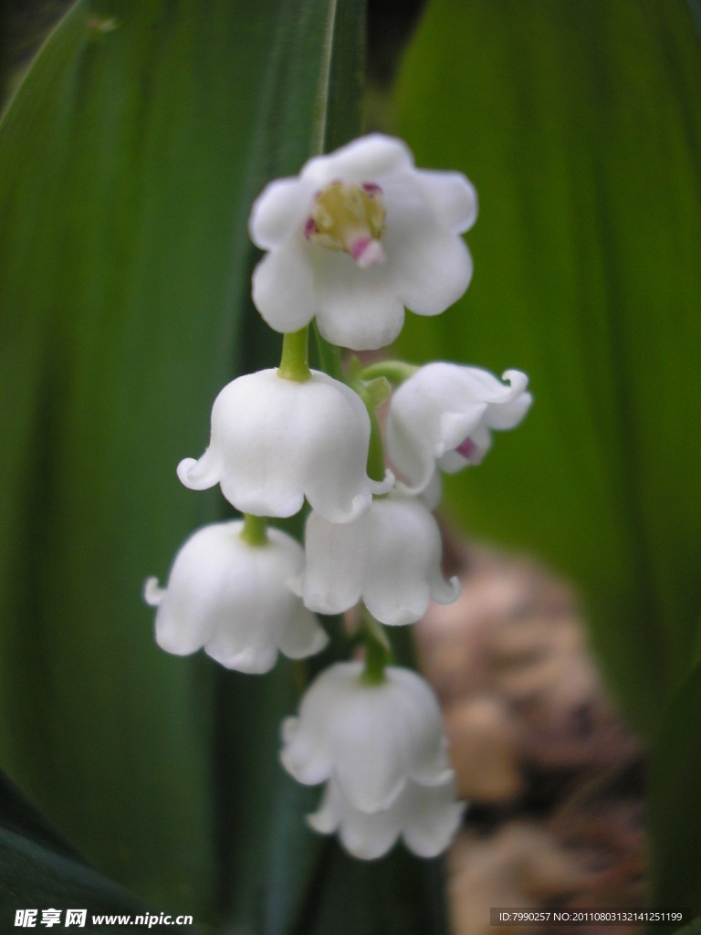 白色铃兰花