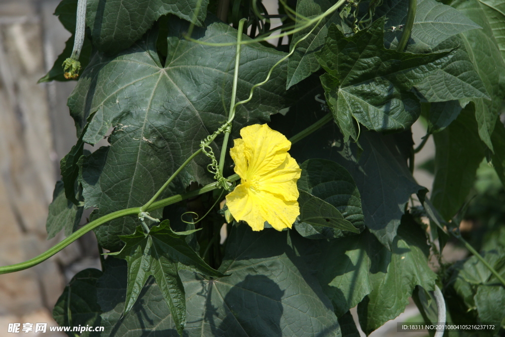 葫芦花摄影