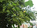 绿化树