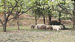 树与羊