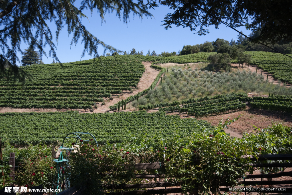 葡萄园