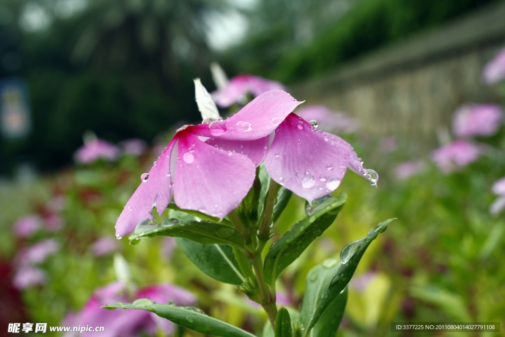 花朵特写
