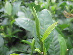 茶叶