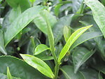 茶叶
