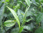 茶叶