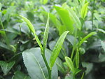 茶叶