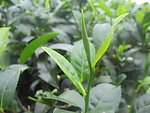 茶叶
