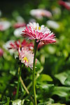 春花