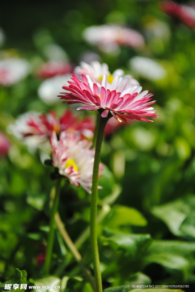 春花