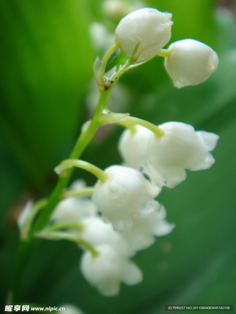 白色铃兰花