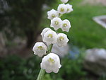 白色铃兰花
