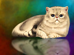 卡通绘本 猫咪