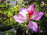 红花
