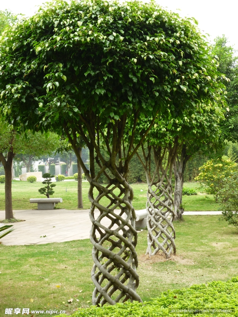 绿色植物