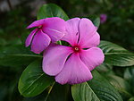 长春花