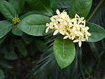 龙船花 花卉
