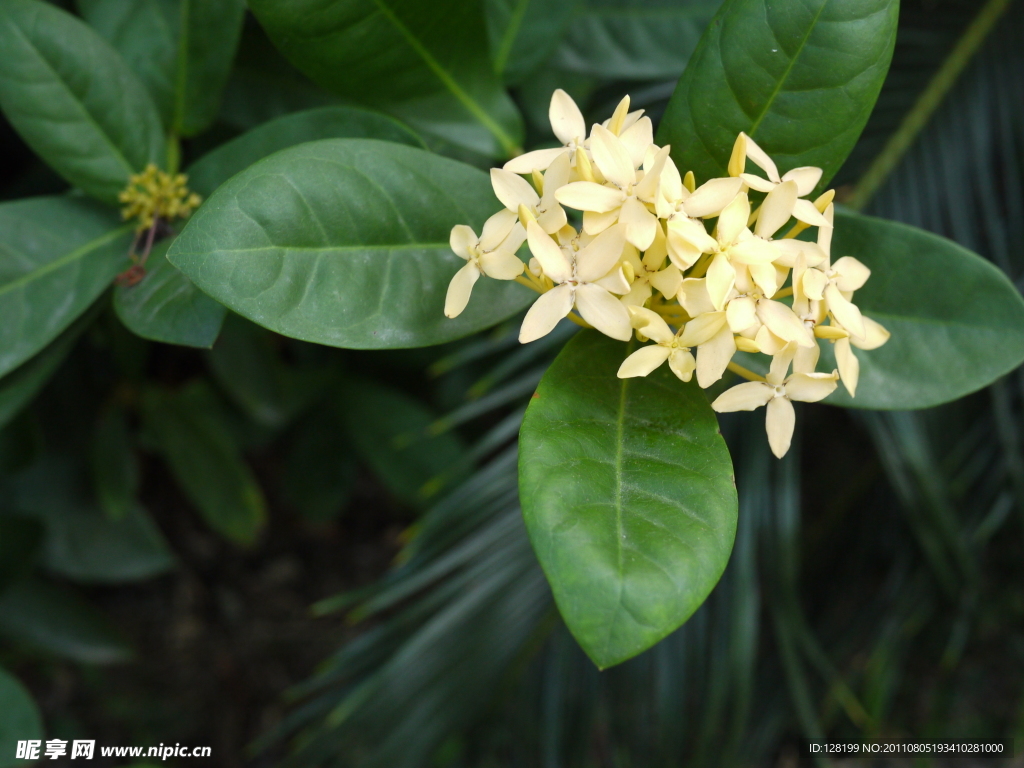 龙船花 花卉