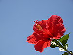 扶桑花