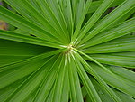 绿色植物