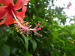 扶桑花