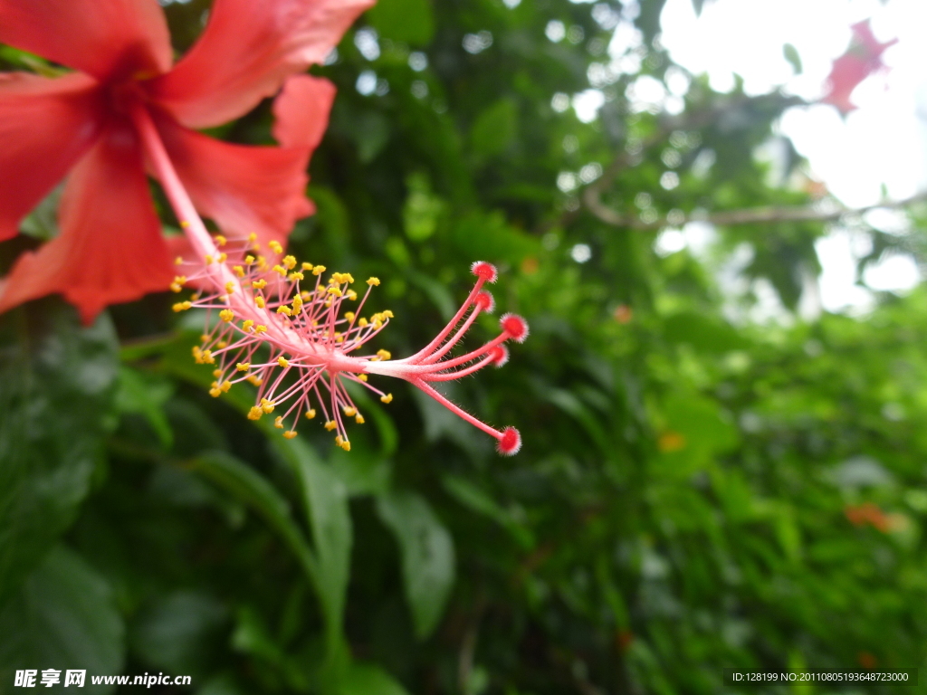 扶桑花