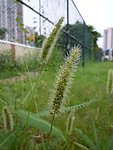 猪尾巴草