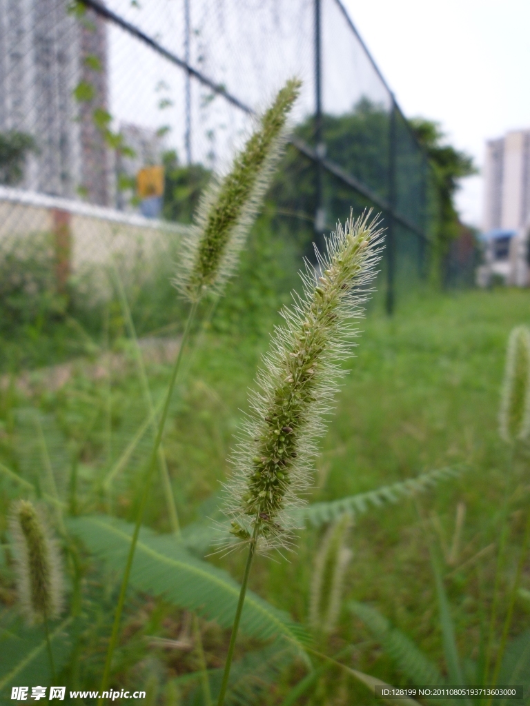 猪尾巴草
