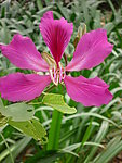 红花