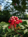 朱缨花