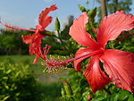 扶桑花
