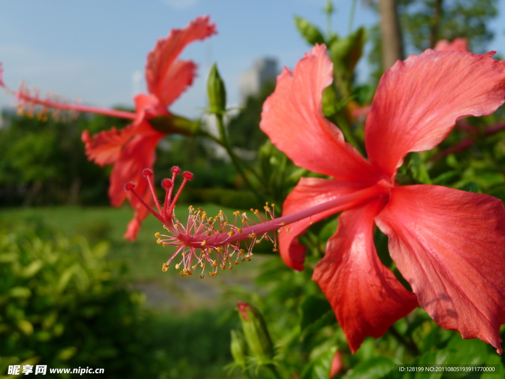 扶桑花