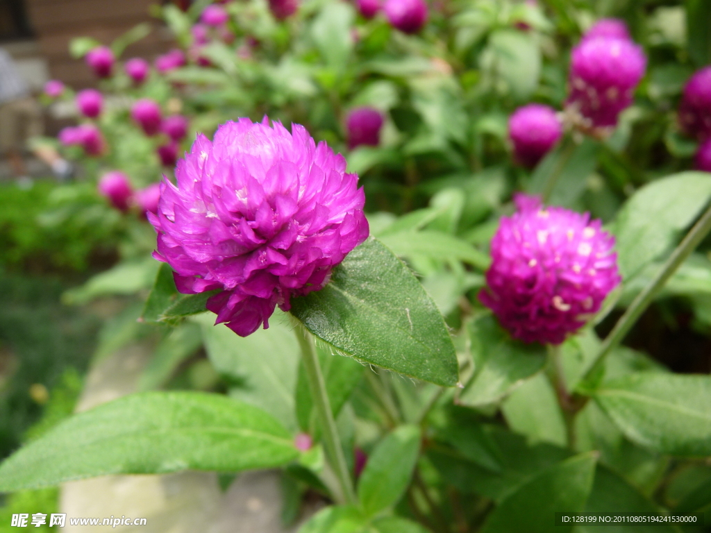 菊花