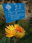 菊花 绿色植物 花卉