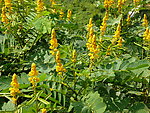 蜡烛花 花卉(非高清)
