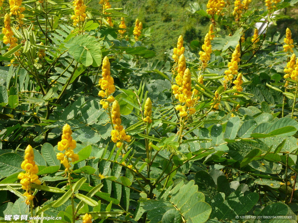 蜡烛花 花卉(非高清)