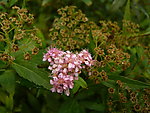 金山绣线菊
