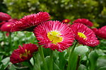 红菊花