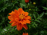 橘红色菊花