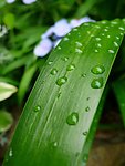 绿色植物
