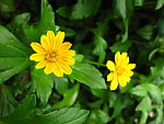 黄菊花