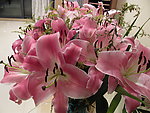 百合花