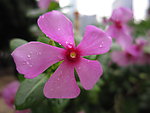 长春花