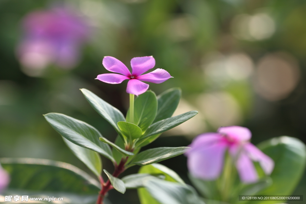 长春花