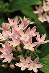 繁星花